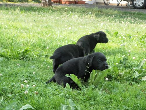 Bild 49