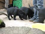 Bild 92
