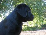 Bild 94