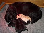 Bild 98