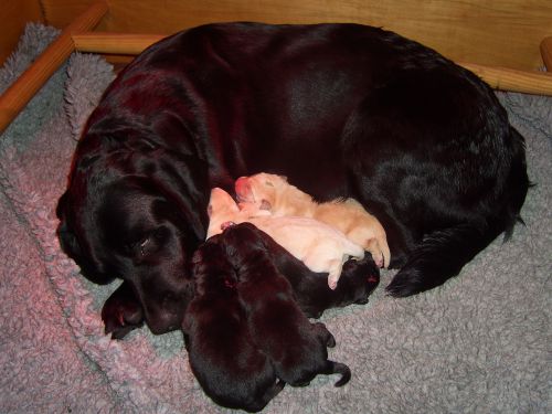 Bild 98