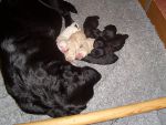 Bild 99